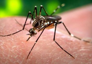 Alerta por virus de Zika