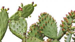 Todo lo que debes saber sobre el nopal