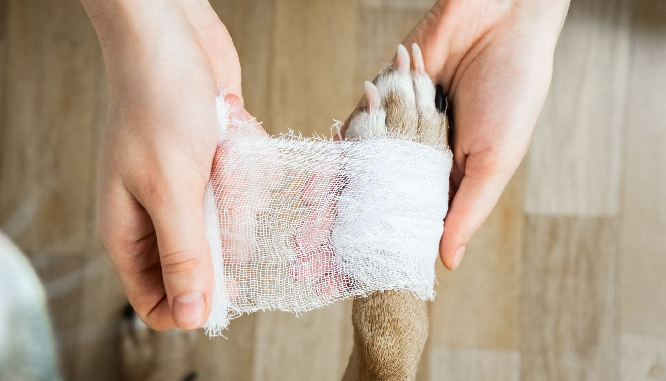 ¿Cómo evitar que tu perro se queme sus patitas al pasear?