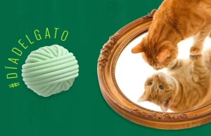 ¿Cuál es la personalidad de tu gato? ¡Gatómetro!