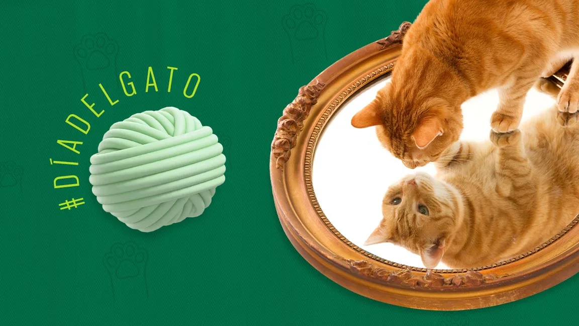 ¿Cuál es la personalidad de tu gato? ¡Gatómetro!