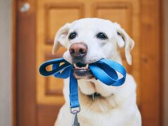 cómo pagar multas paseando perros