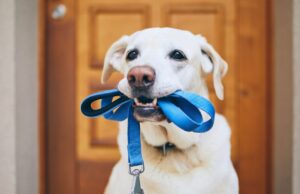 cómo pagar multas paseando perros