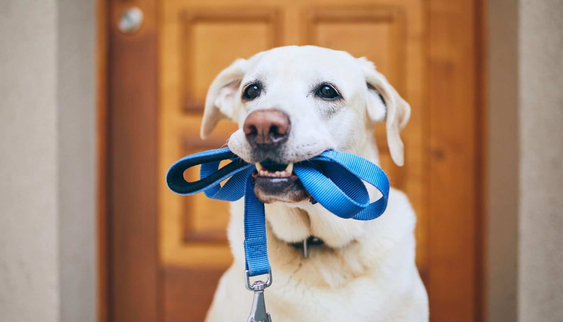 cómo pagar multas paseando perros